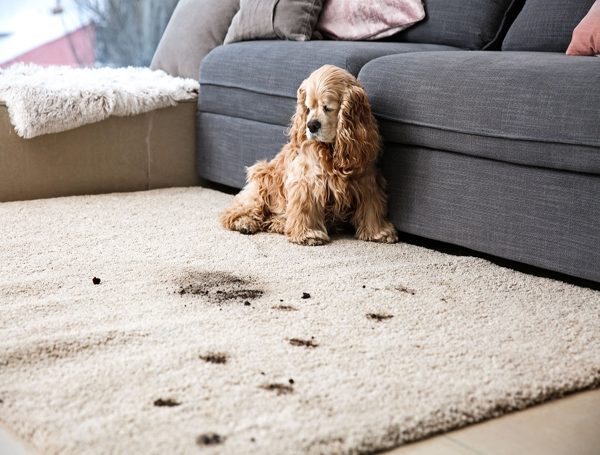 pet stain removal image
